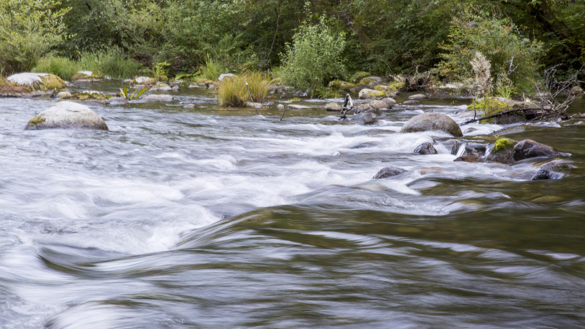 The flowing waters of the Allco Park Creek tumble turbulently over rocks hidden beneath the surface, creating small rapids.