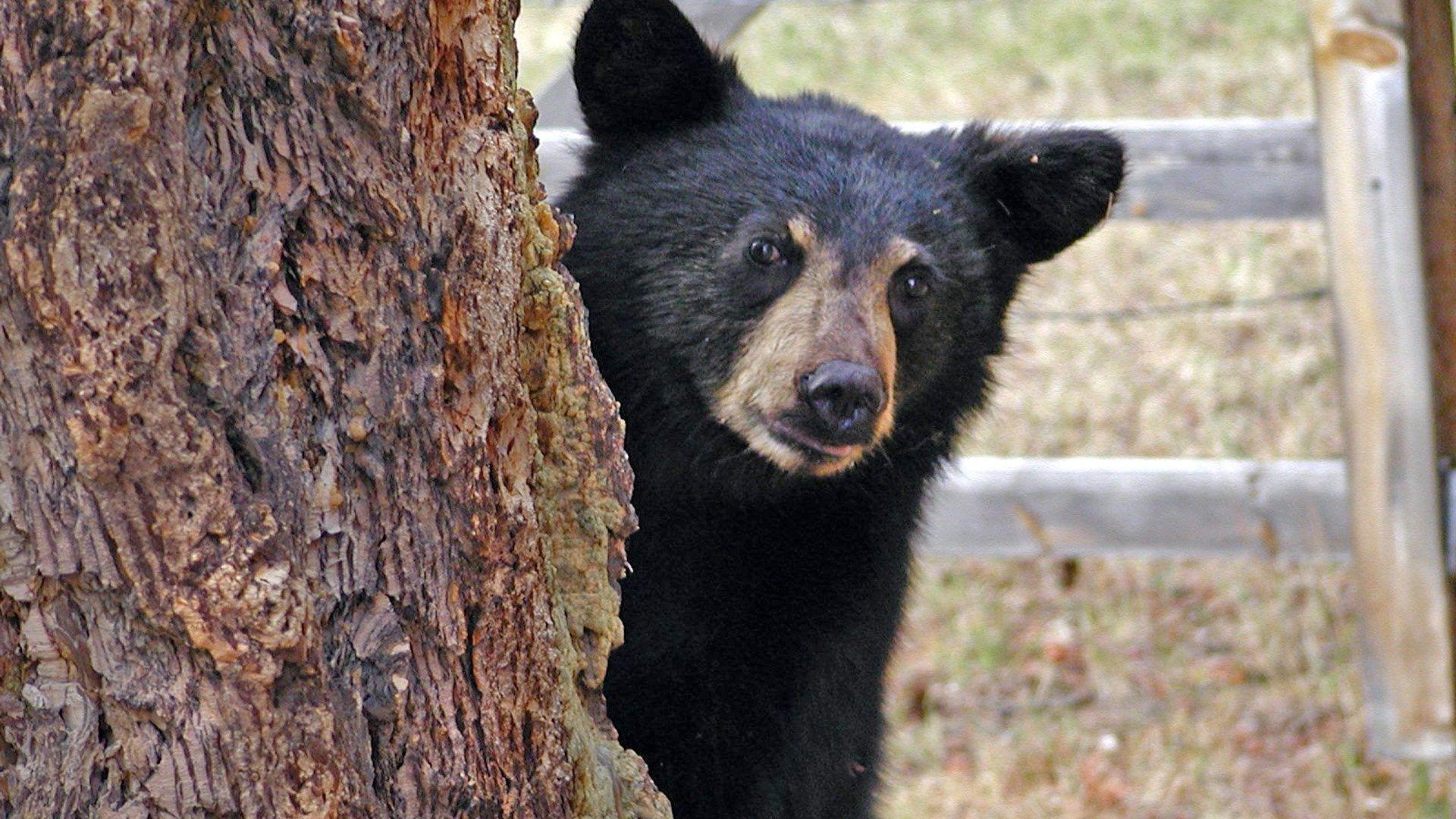 A black bear peeks its head around a thick tree trunk.