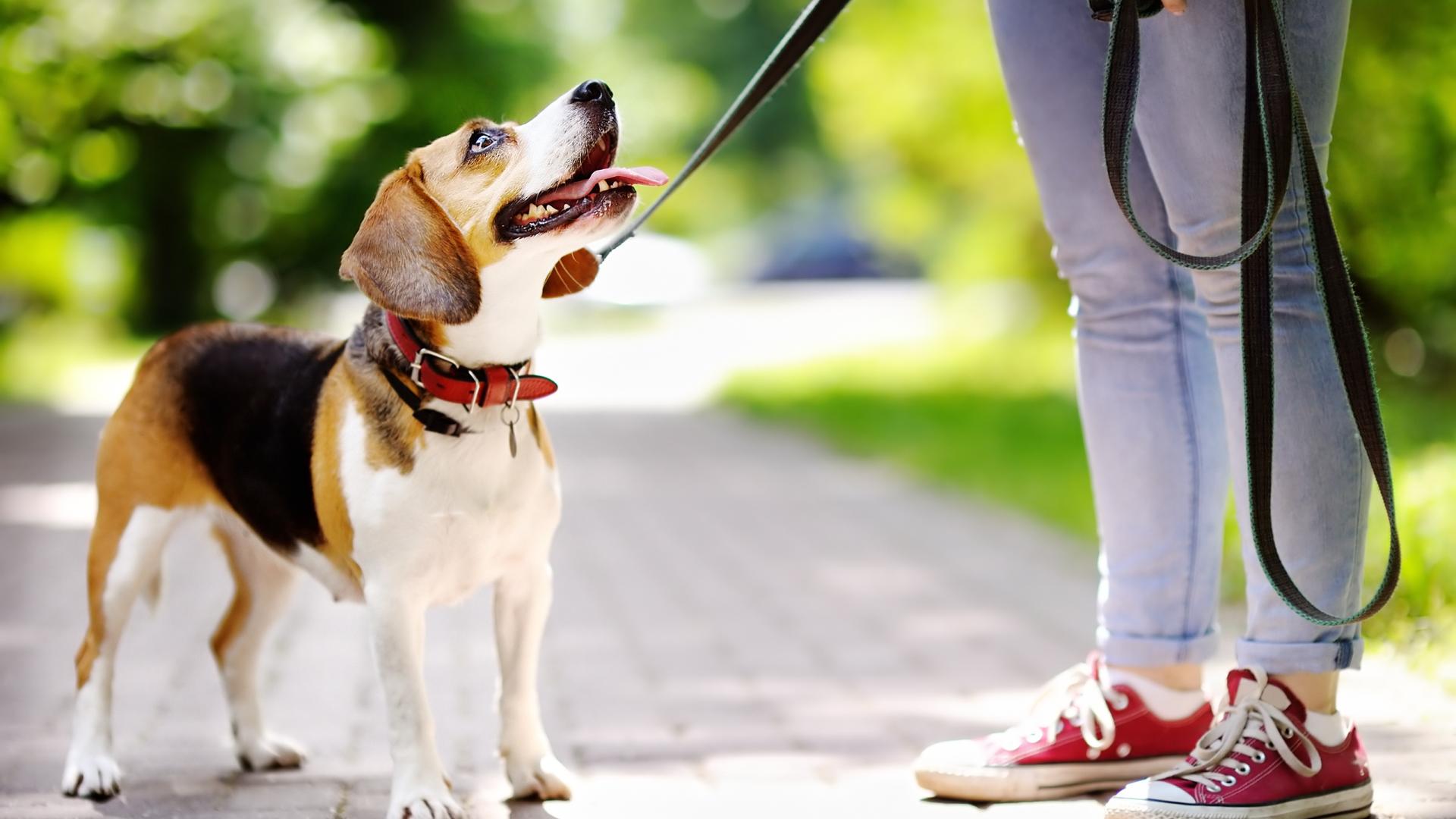 A beagle on a leash looks up at its owner a they walk on a brick path.