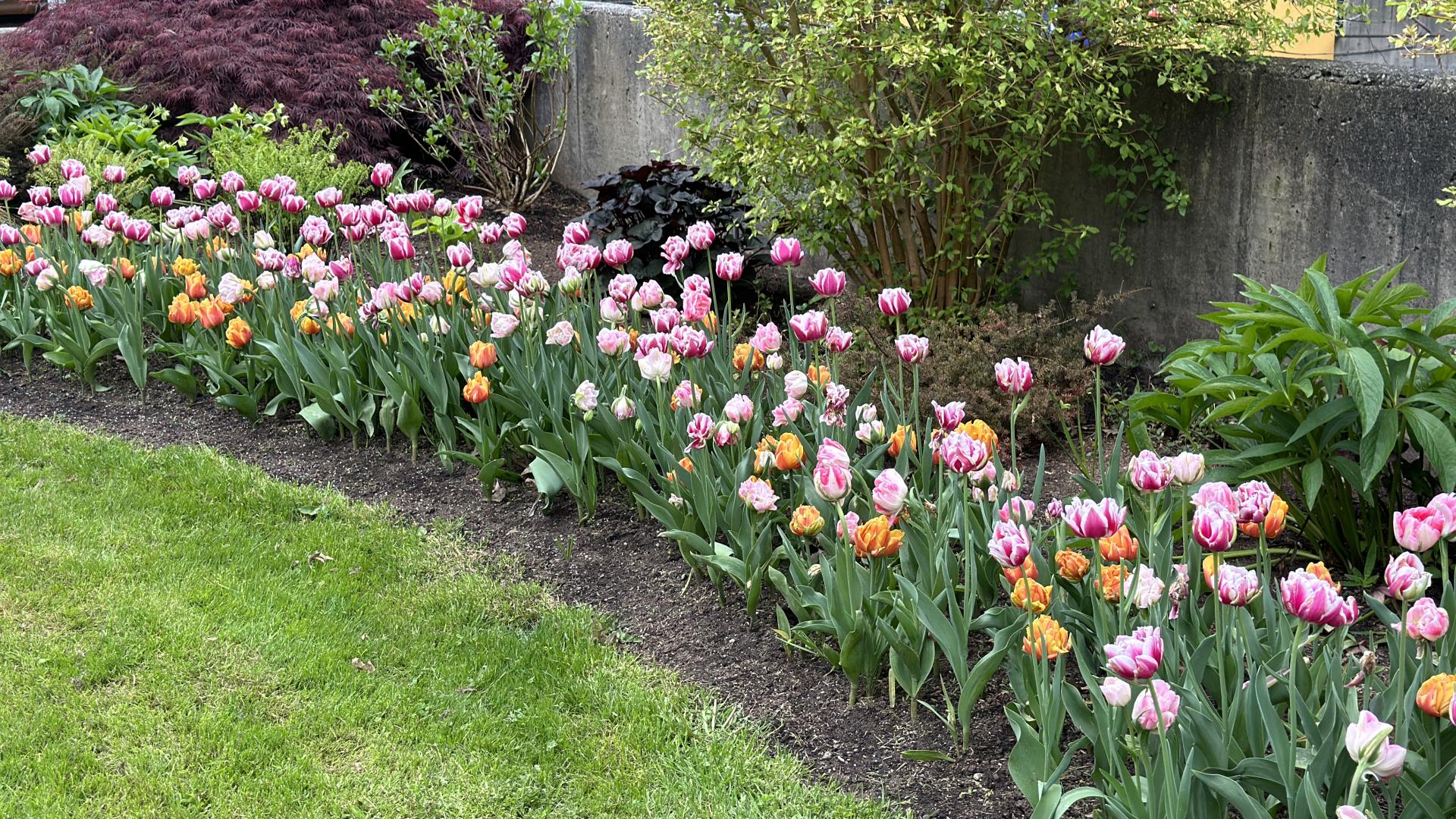 A vibrant bed of tulips grows outside the walkway next to Maple Ridge City Hall.