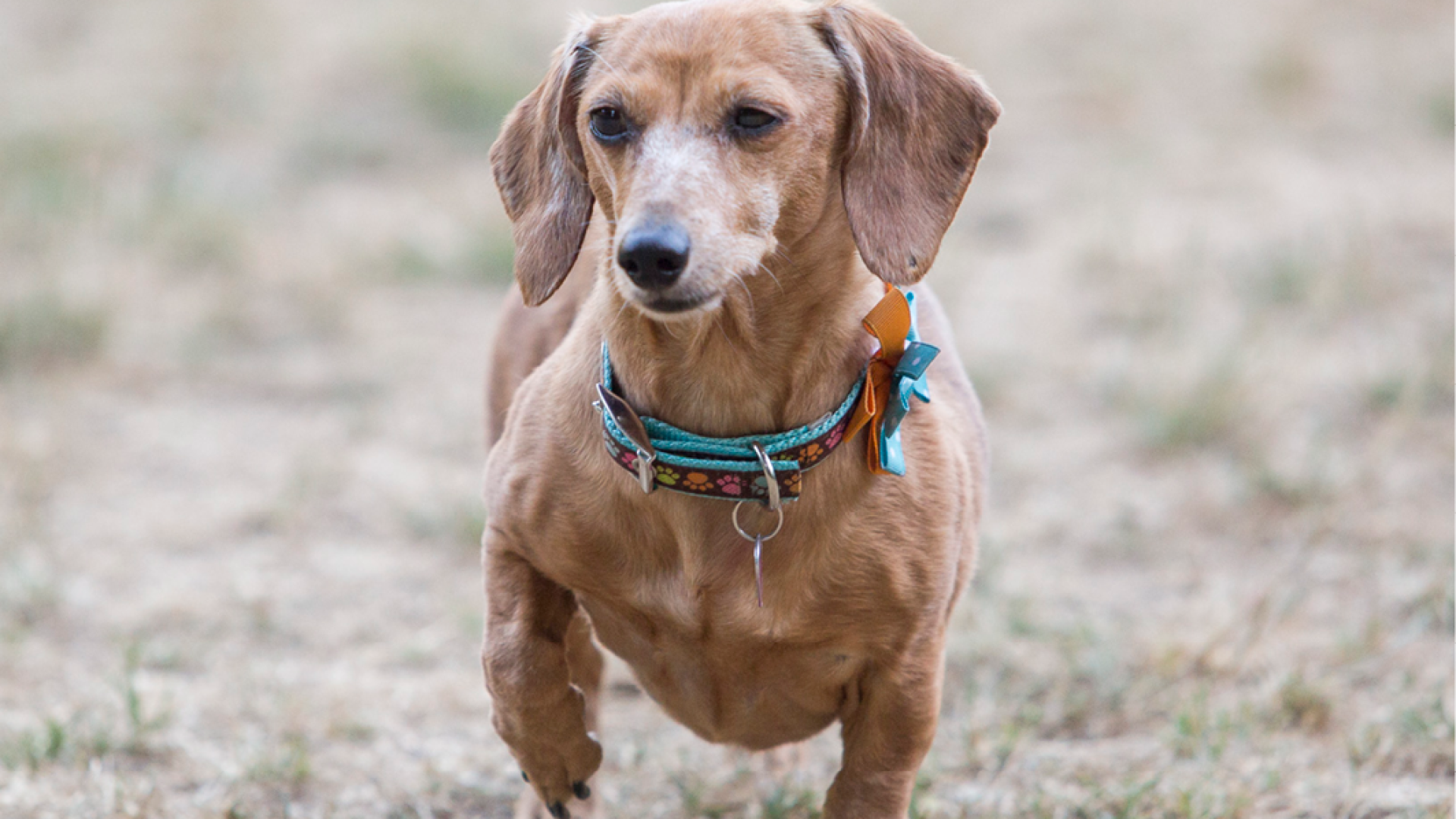 Brown Dachshund walking on field.